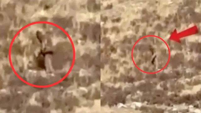 "È un Bigfoot!": la bizzarra teoria sui social americani