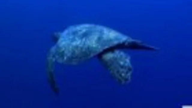 LE MARAVIGLIE DELL'ISLA DEL COCO