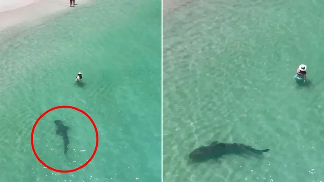 Lo squalo tigre carica un ignaro nuotatore: il video è agghiacciante