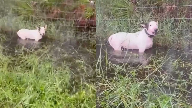 Cane abbandonato e legato al recinto prima dell’arrivo dell’uragano Milton: il salvataggio della polizia