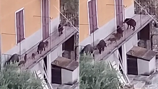 Bellano, 8 cinghiali salgono sul balcone di una casa: il video