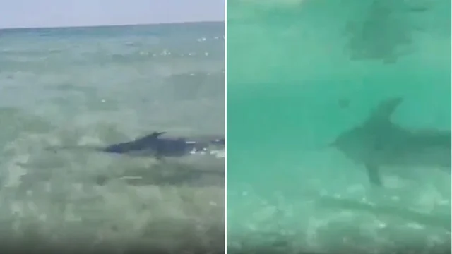 Sardegna, pesce spada tra i bagnanti a pochi metri dalla riva: il video