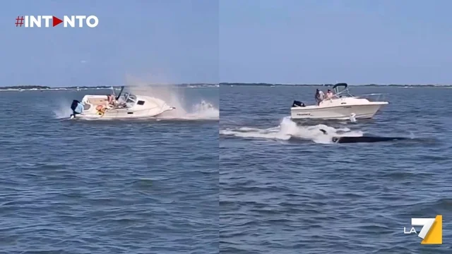 Balenottera muore dopo uno scontro con una barca nel New Jersey: scena shock