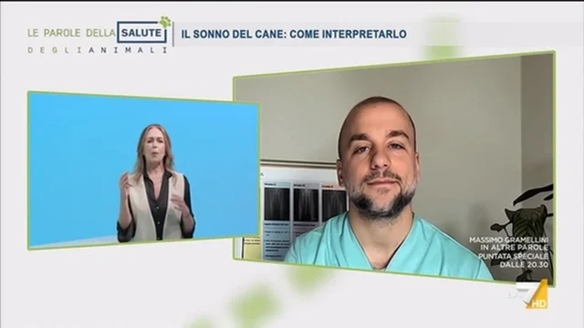 Il sonno del cane: come interpretarlo