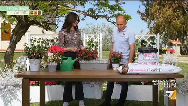 Calibrachoa