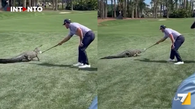 Il golfista Billy Horschel faccia a faccia con un alligatore al PGA National Tour