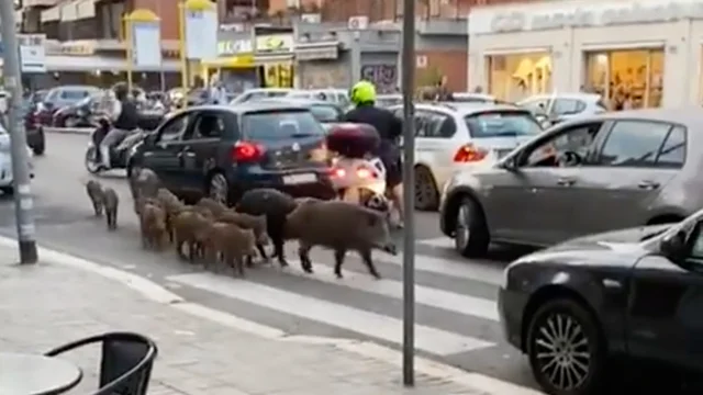 Roma, ancora un branco di cinghiali avvistato in via Trionfale