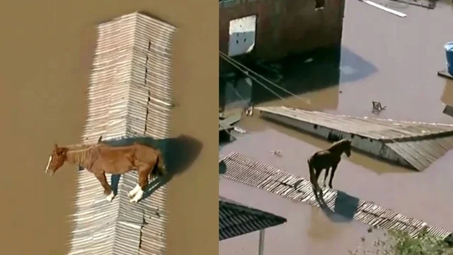 Brasile, il cavallo abbandonato durante l'alluvione spezza il cuore degli utenti sul web