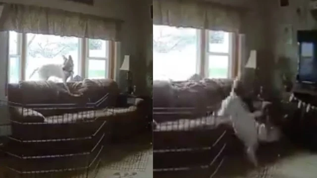 Terremoto di New York, la reazione immediata del cane alla scossa. Ecco cosa ha fatto