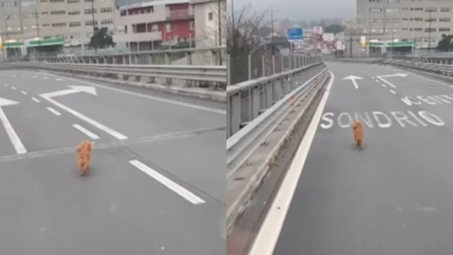 Il cagnolino finisce in strada e rischia grosso: il gesto del camionista