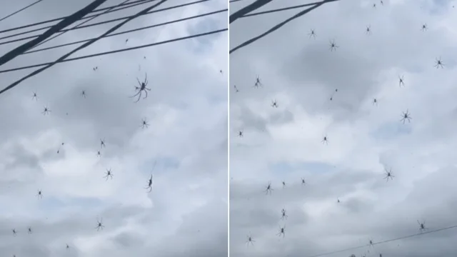 Ecco il paradiso dei ragni: le immagini virali dal web
