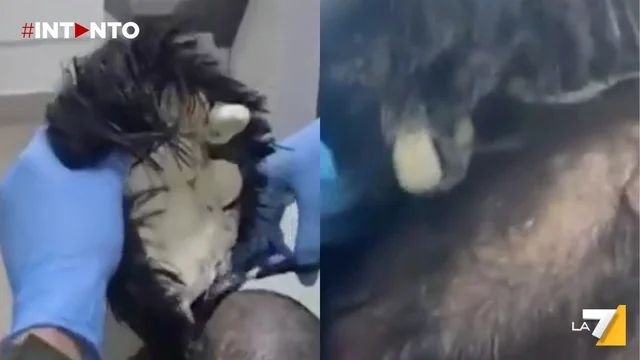 Colombia, arrestato uomo che tentava di contrabbandare cocaina sotto un parrucchino