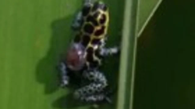 RANA DEL DARDO DEL VELENO