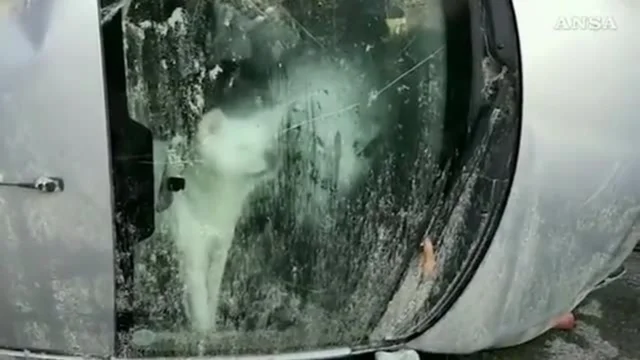 Ischia, la commovente storia di Yuki: il cane superstite che si rifugia in auto