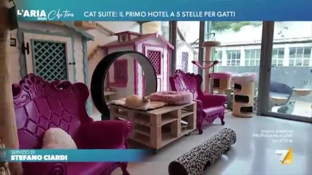 Cat suite: il primo hotel a 5 stelle per gatti