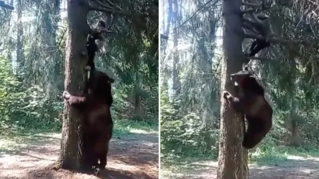 L'escursionista sale sull'albero per scappare dall'orso: il terrificante incontro