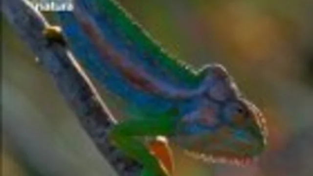 I COLORI DEI CAMALEONTI