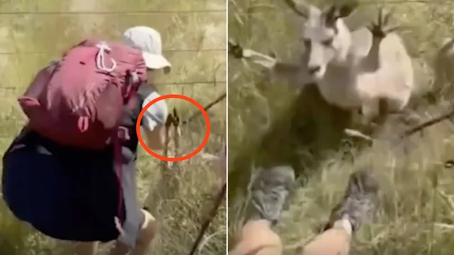 Cerca di salvare il cucciolo di canguro, la madre la attacca: le immagini