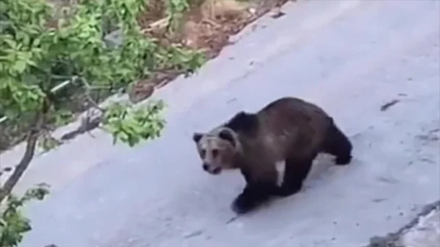 L'orso passeggia tra le case: "Che paura"