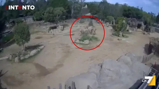 Terremoto in California: gli elefanti del Safari Park si uniscono in un cerchio per proteggere i cuccioli
