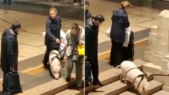 Maiale al guinzaglio alla stazione di Milano: i passeggeri sbalorditi