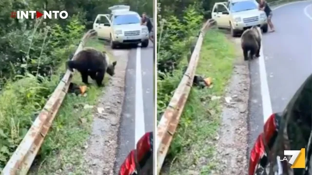 Romania, orso spunta all'improvviso dal bosco: la reazione dell’automobilista aggredito