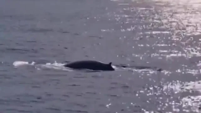 Avvistata la balena più rara del mondo per la seconda volta nella storia: il video