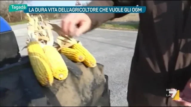 La dura vita dell'agricoltore che vuole gli OGM