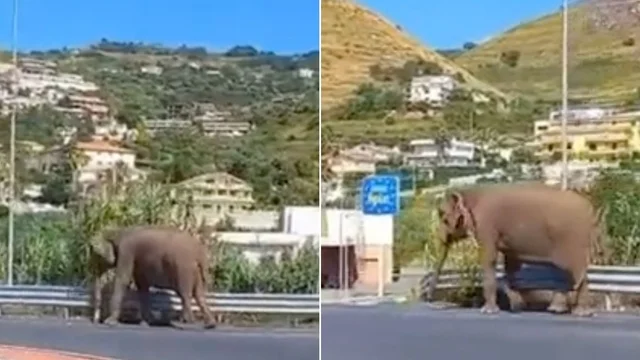 Amantea, l’elefante scappa dal circo e passeggia lungo l'autostrada: il video