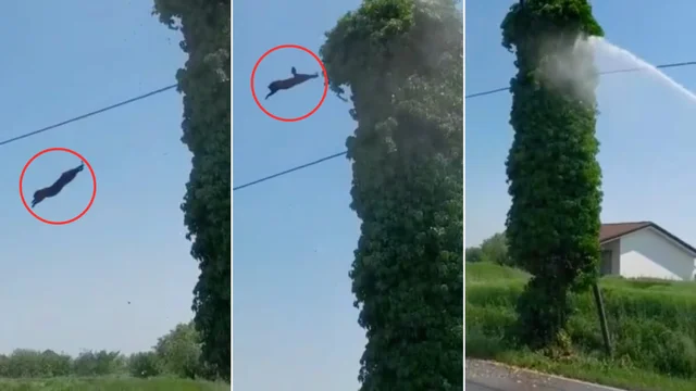 L'idrante spara acqua per far scendere il gatto: il volo è incredibile
