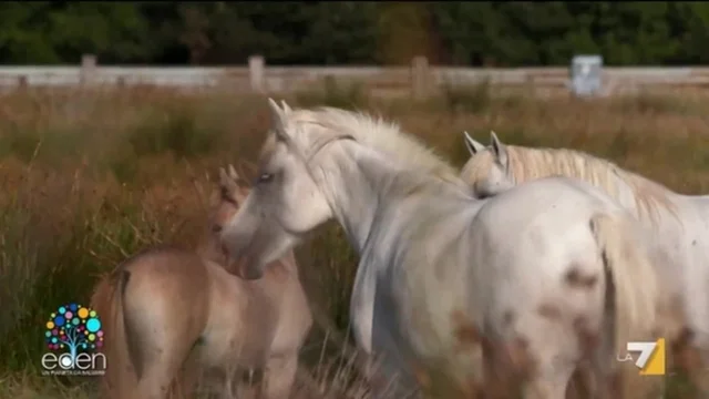I cavalli della Camargue nel Parco del Delta