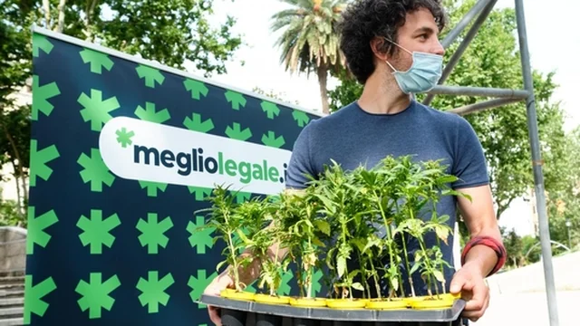 Mattia Santori: "Coltivo e consumo cannabis, è come un bicchiere di vino"