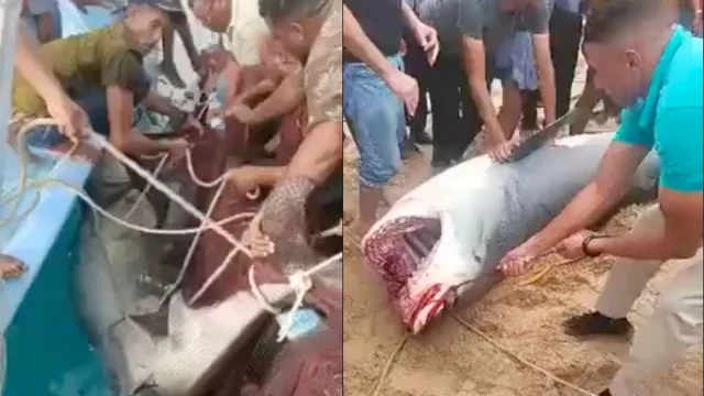 Egitto, catturato e ucciso lo squalo che ha sbranato il giovane
