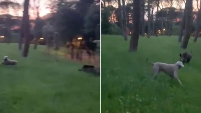 Roma, cinghiale ai Parioli: la fuga disperata di una donna con il cane
