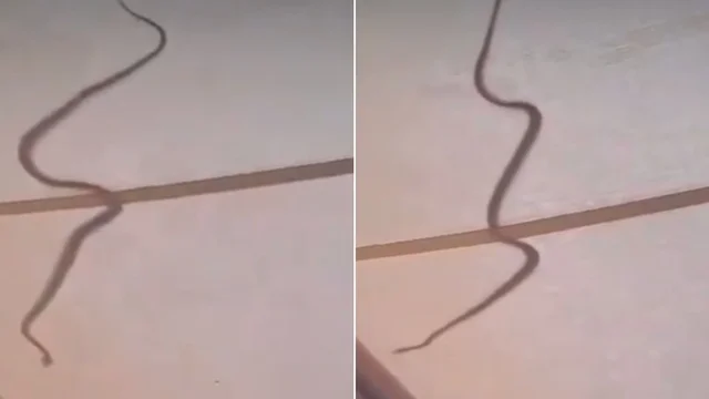 Roma, l'impressionante serpente sul tetto del bar: il video da brividi
