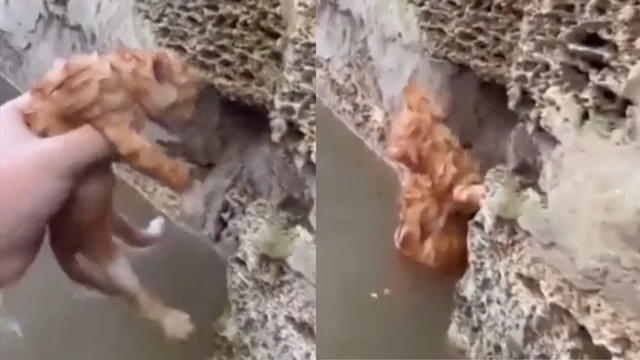 Il gatto salvo per miracolo nella città allagata: il video dall'Ucraina