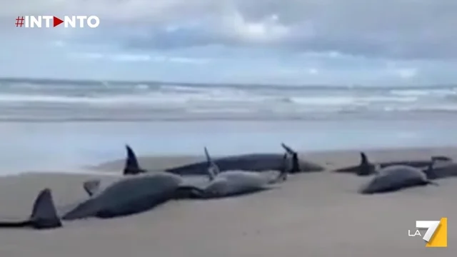 Oltre 150 delfini e orche spiaggiate in Tasmania, Australia: il video