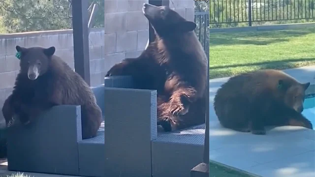 L'orso entra nel giardino e si rilassa a bordo piscina le incredibili immagini dalla California
