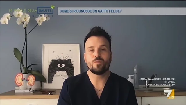 COME SI RICONOSCE UN GATTO FELICE?