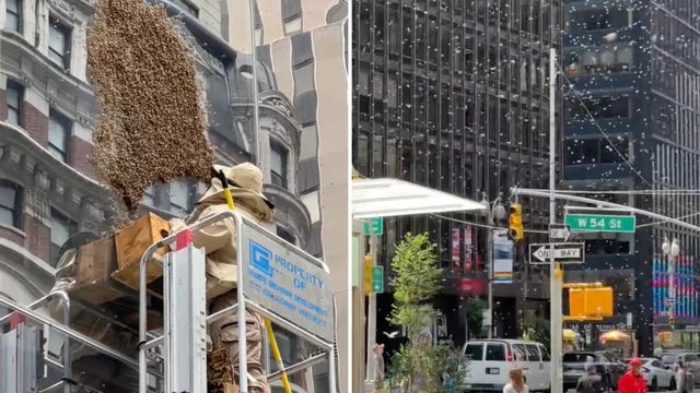 New York, sciame di api invade Times Square: le incredibili immagini