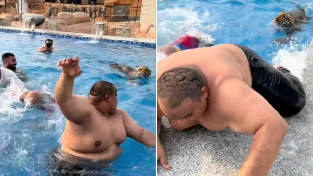 "C'è una tigre in piscina!", tutti scappano dalla vasca: video