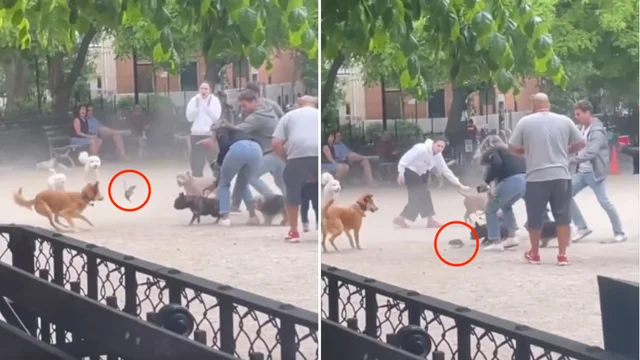 I cani danno la caccia al topo, è caos in un parco di New York: il video è virale