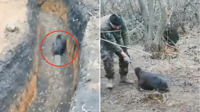 Ucraina, il castoro invade la trincea: i militari lo trascinano via ma lui non ci sta