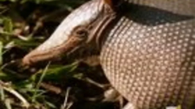 L'INCONTRO CON L'ARMADILLO
