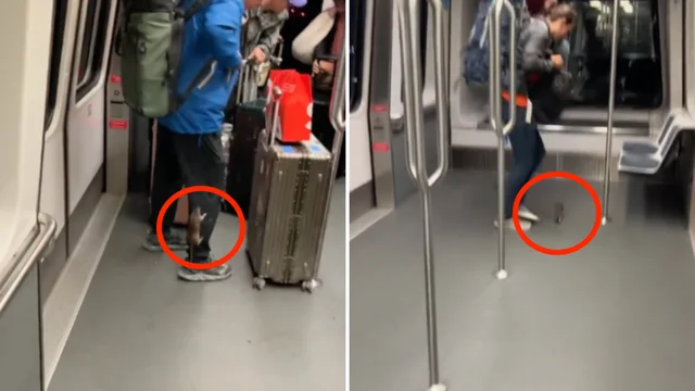 Caos in metropolitana: il topo spaventa i passeggeri