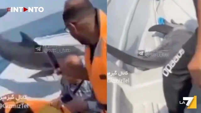 Delfino salta su una barca tra lo stupore dei turisti: il video è virale