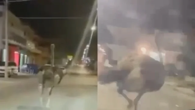 Sicilia, struzzo in strada viene investito da un camion: video