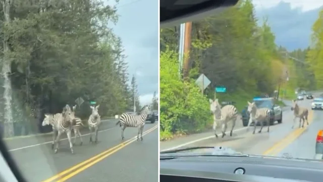 Quattro zebre in fuga per le strade inseguite dalla polizia: il video