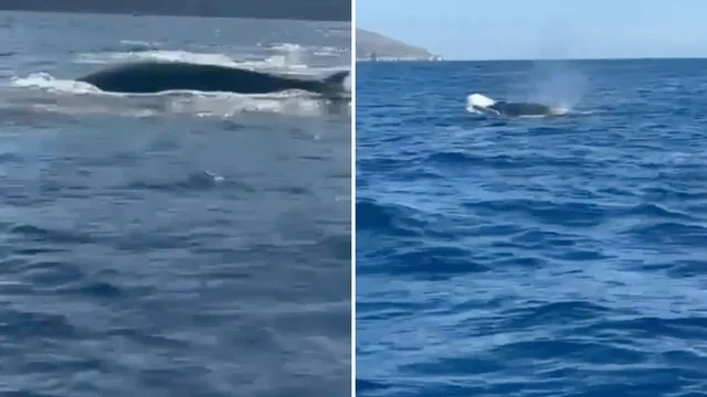 Golfo di Napoli, avvistamento nelle acque della Penisola Sorrentina