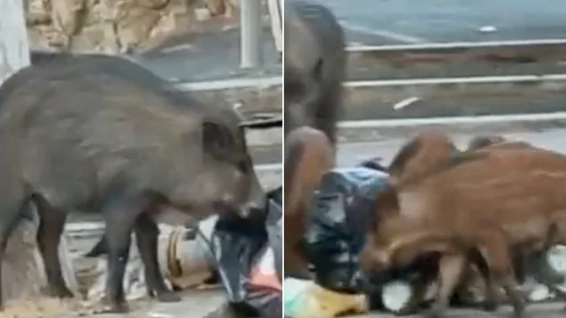 Roma, i cinghiali rovistano nella spazzatura tra i cassonetti